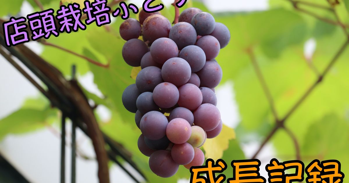 ぶどう＊ページ ぶどう＊ページ