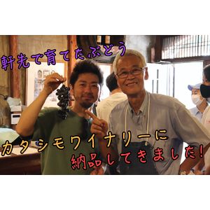 カタシモワイナリー　アイキャッチ